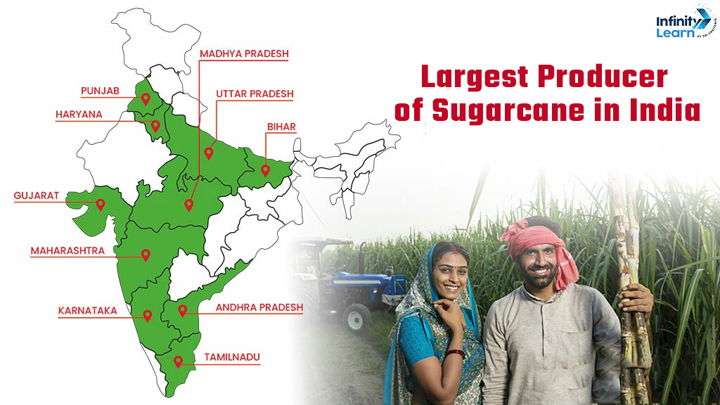 Largest Producer of Sugarcane in India