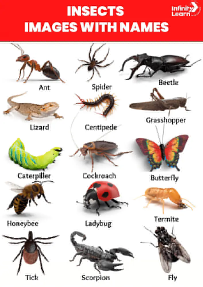 Insects Name - List of 100 Insects Names in English and Hindi