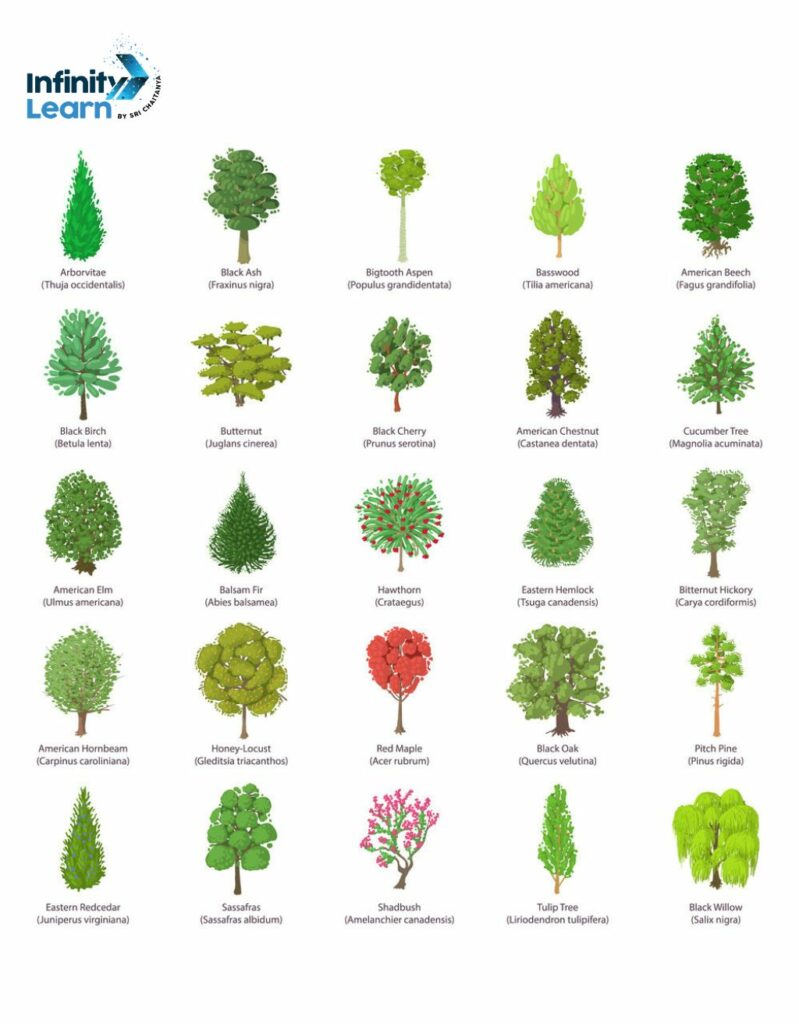 Trees Name In English - List Of 50 Trees Names And Pictures