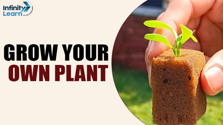 Grow Your Own Plant