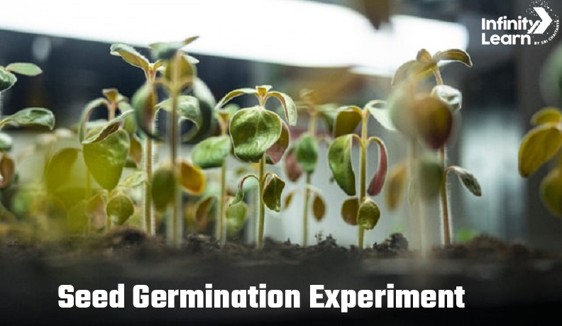 Seed Germination Experiment,