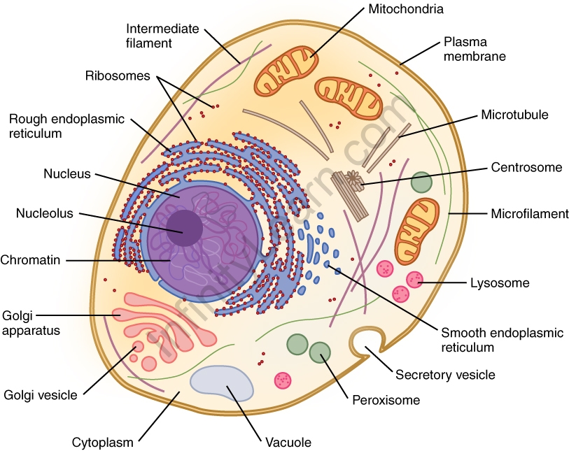 Animal Cell diagram