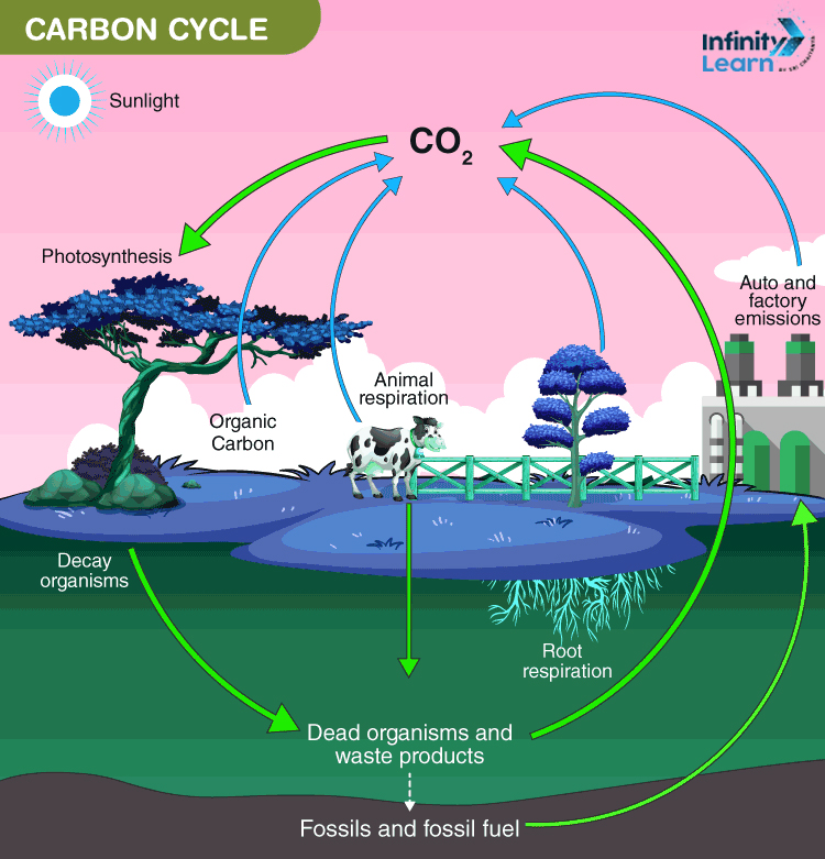 Carbon Cycle diagram