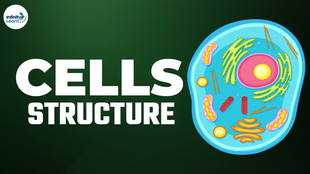 Cell Structure 