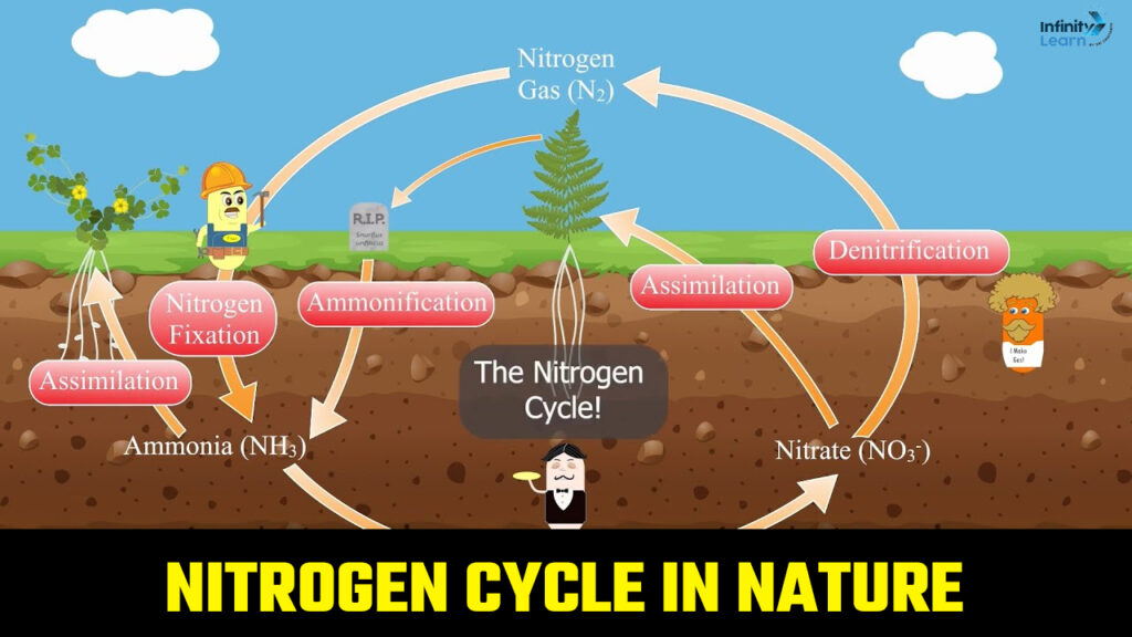 Nitrogen Cycle in Nature 
