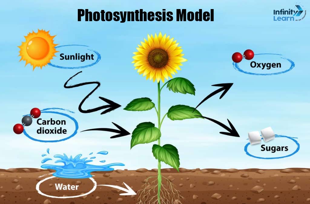science project ideas for class 9- Photosynthesis Model 