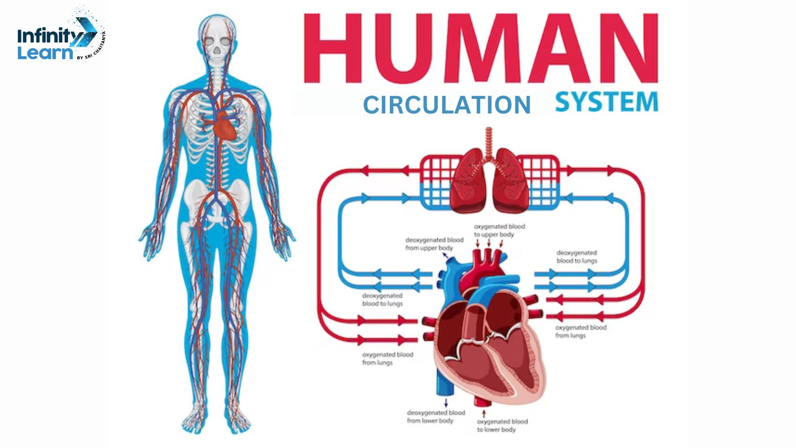 circulatory system diagram