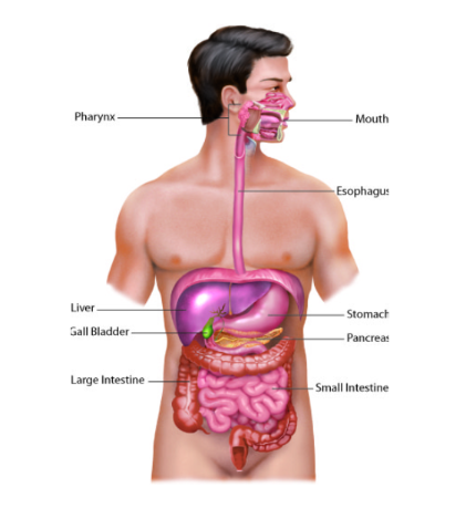 digestive system diagram