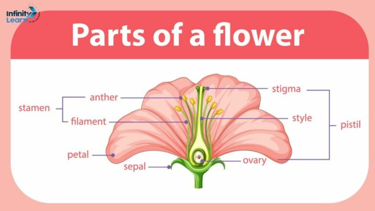 parts of flower diagram