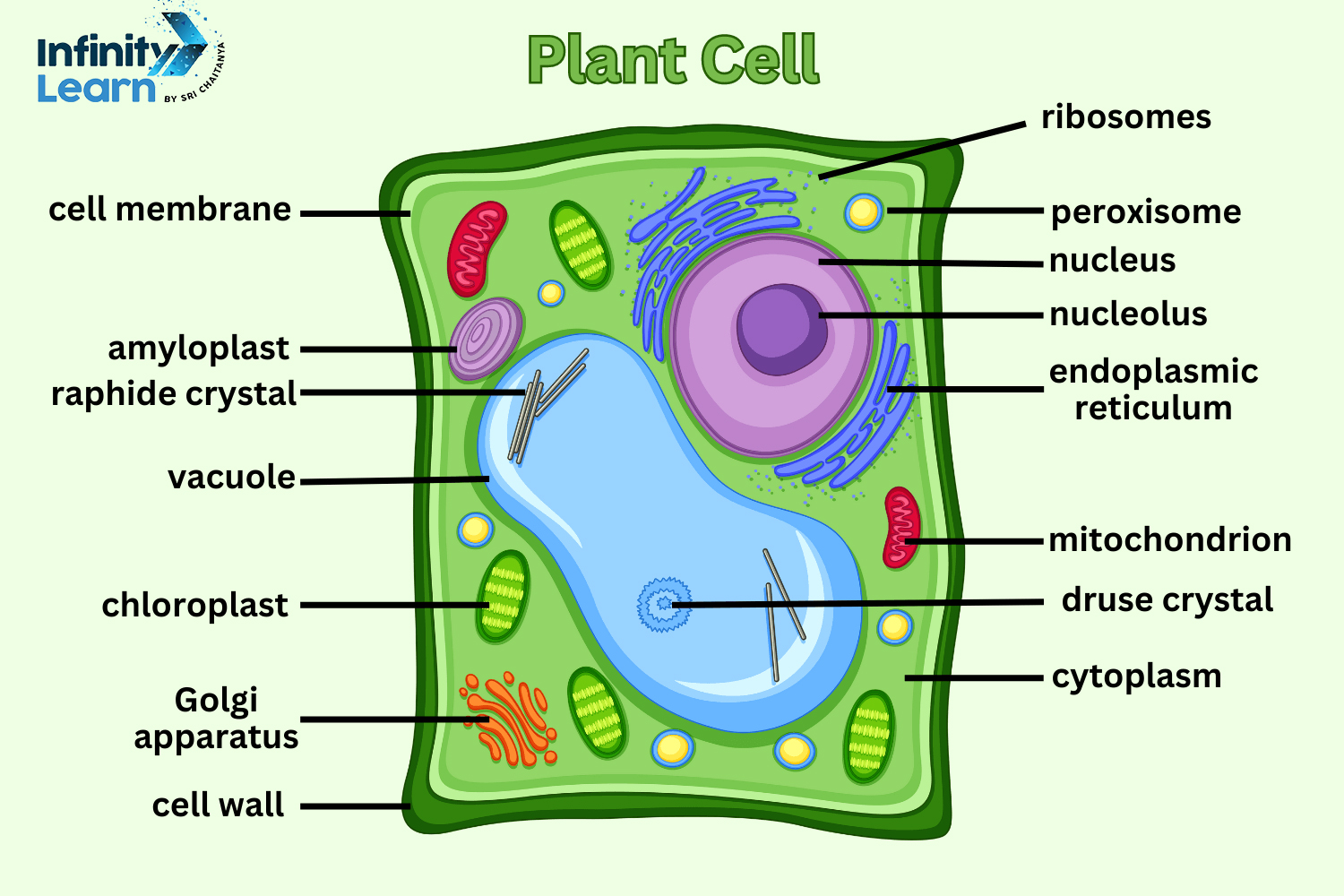 plant cell diagram