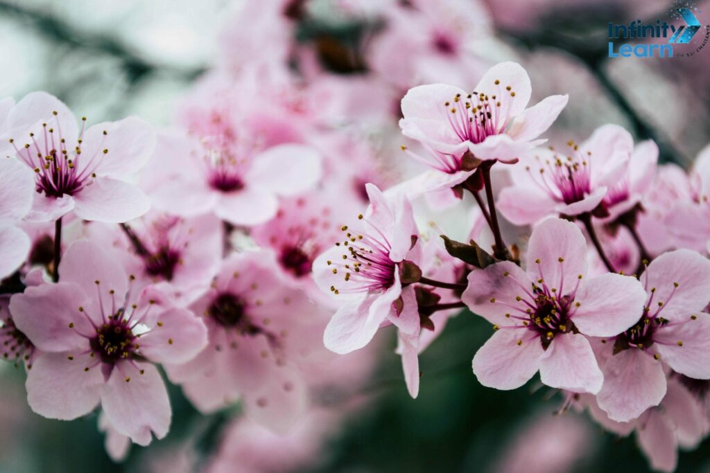 Cherry Blossam