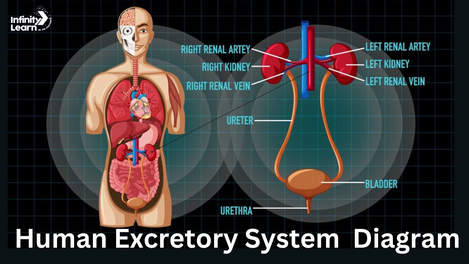 Human Excretory System Diagram