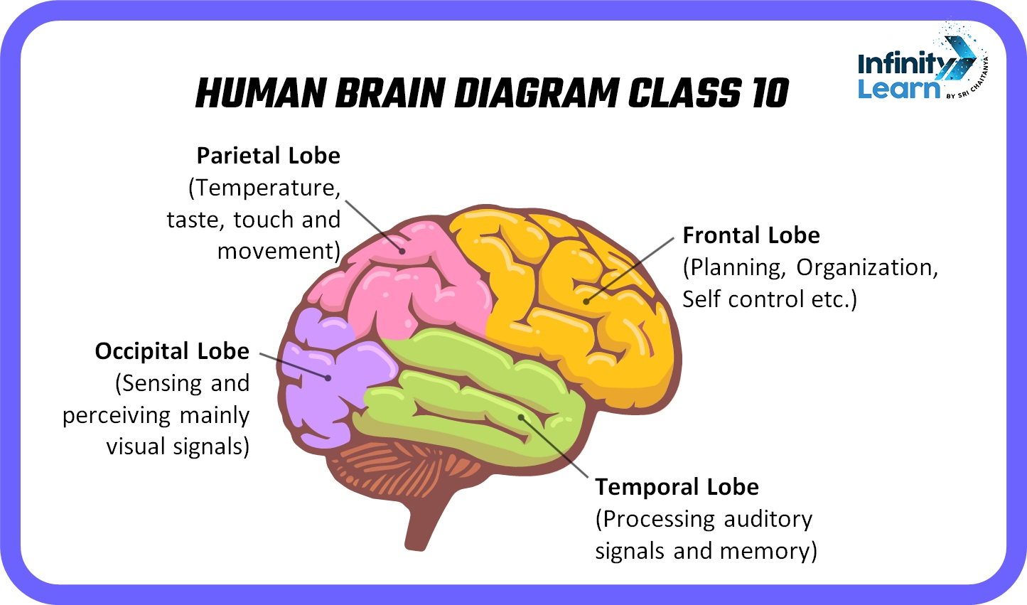 Human Brain Diagram Class 10