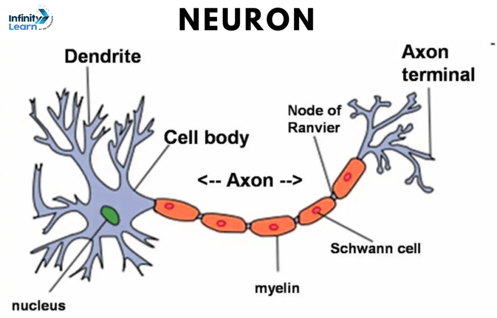 Neuron Diagram Class Biology