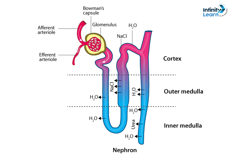 Nephron Diagram Class 10 