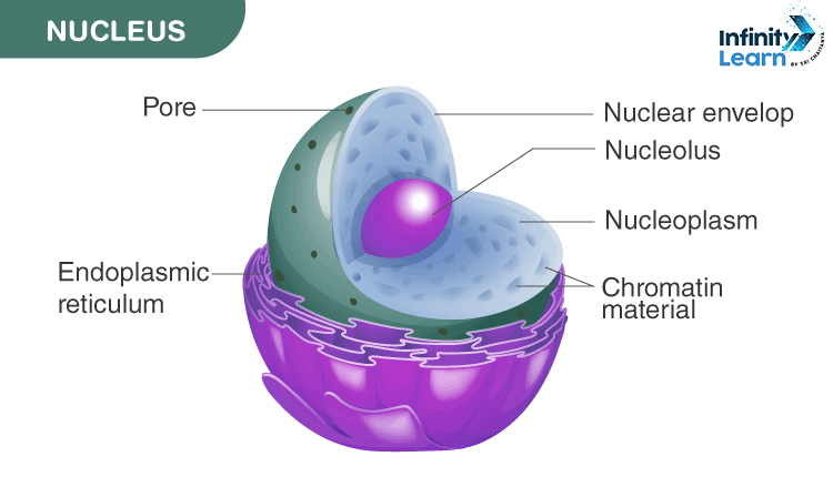 Nucleus diagram Class 9