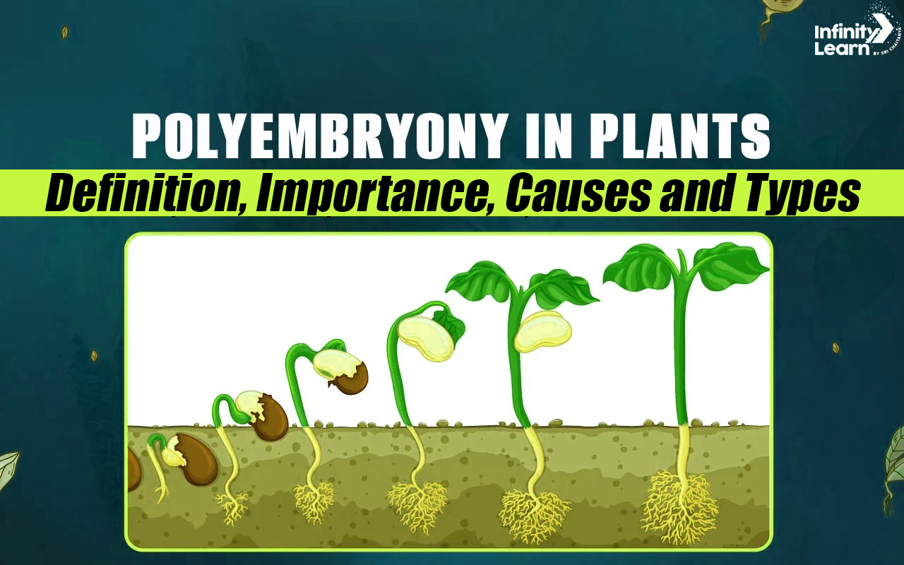 Polyembryony - Definition, Importance, Causes and Types