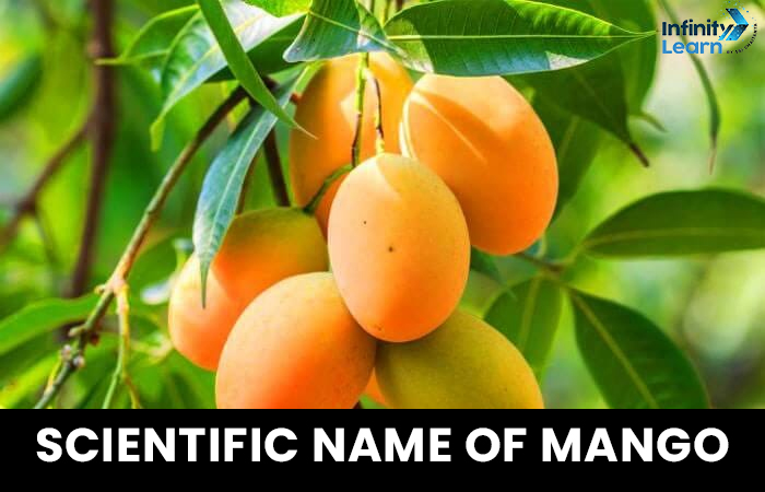 Scientific Name of Mango 