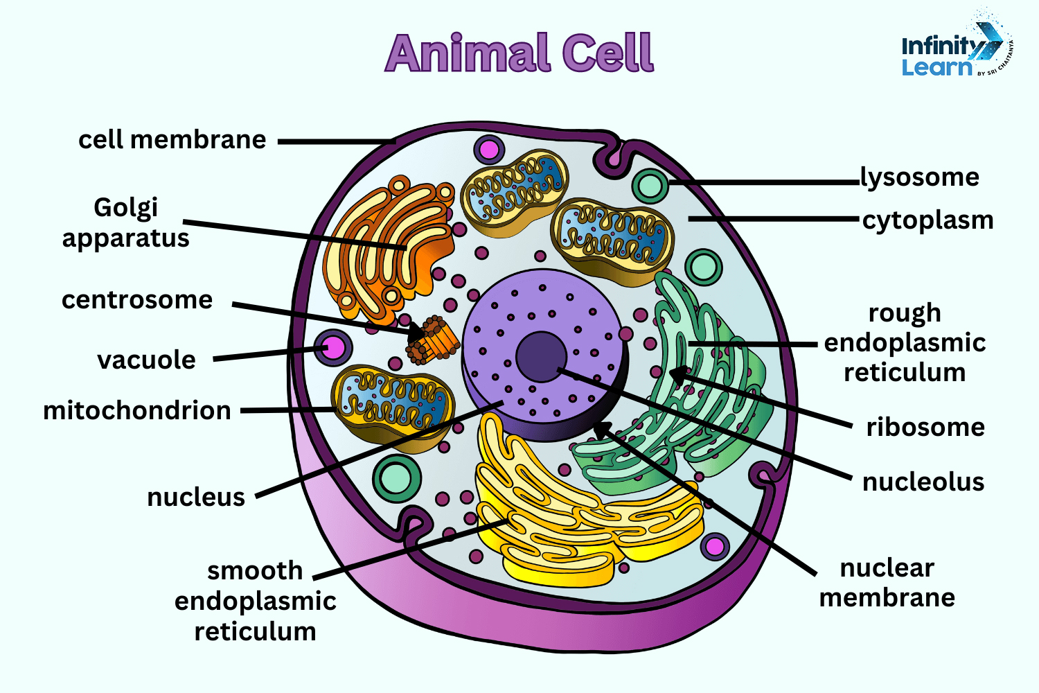 Animal cell Diagram Class 9