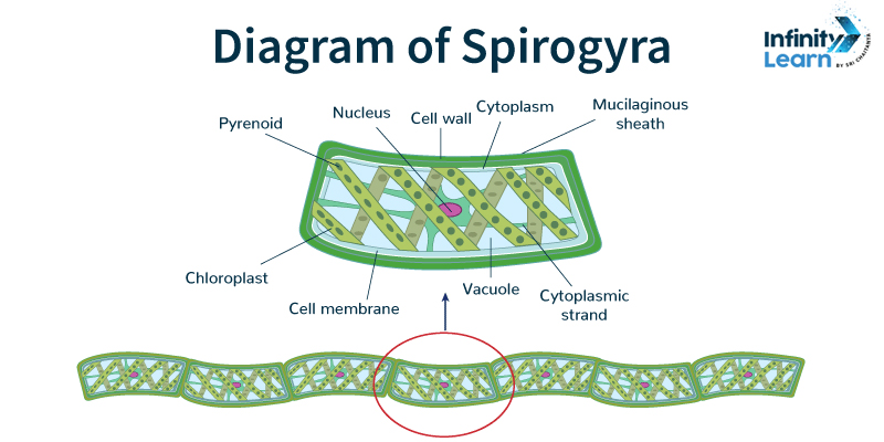 diagram of spirogyra 