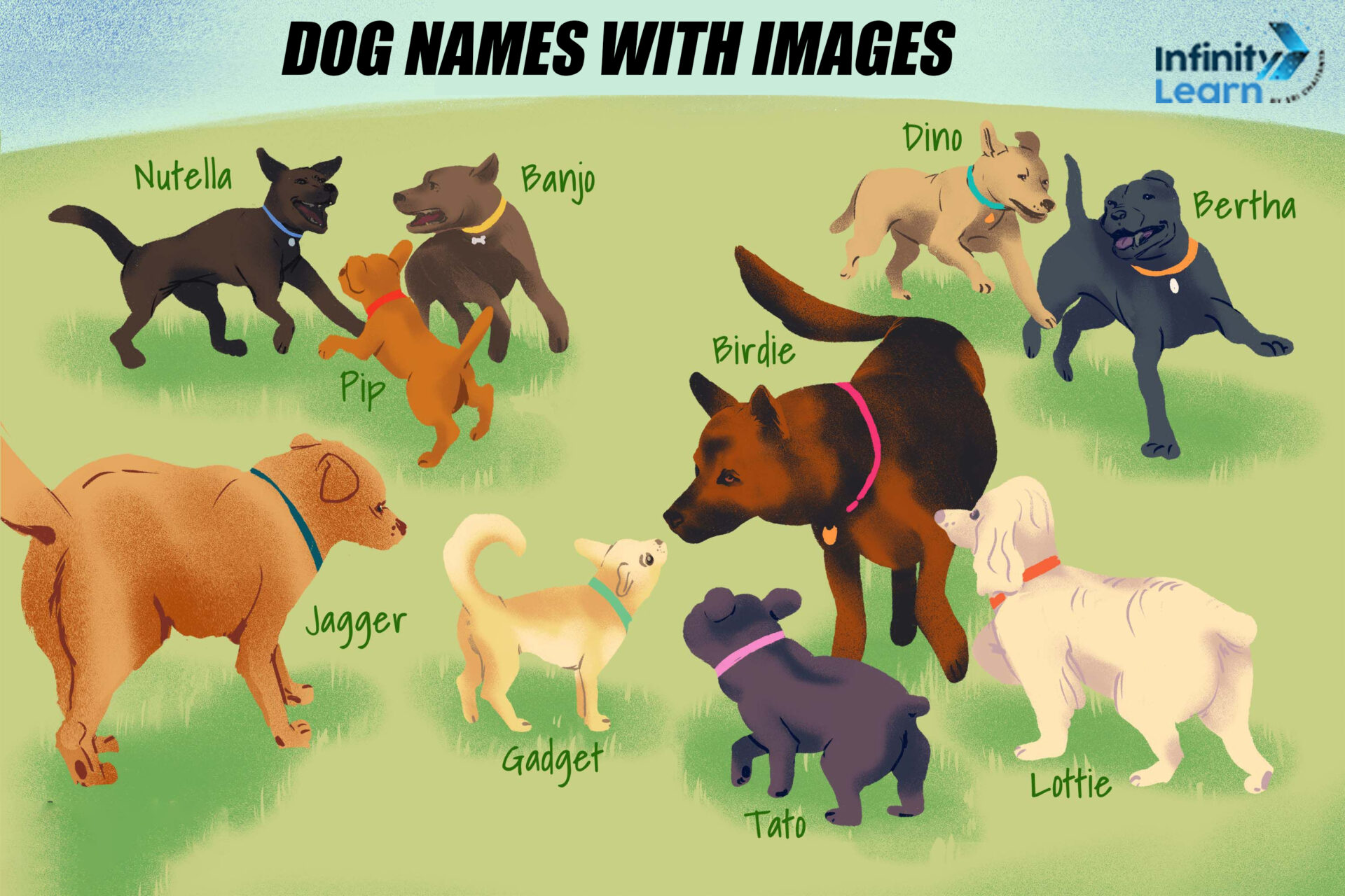 dog names with images