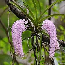 Foxtail Orchids