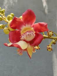 Cannonball tree’s Flower