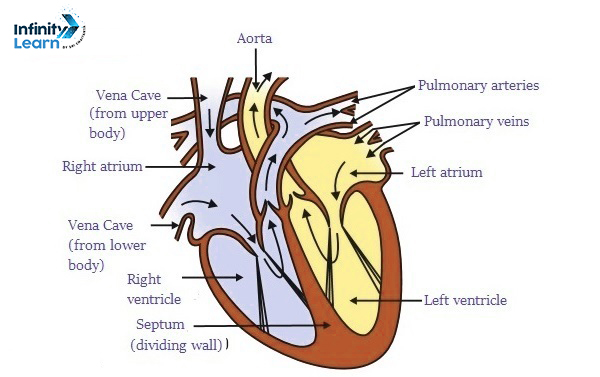 Human Heart Diagram Class 10