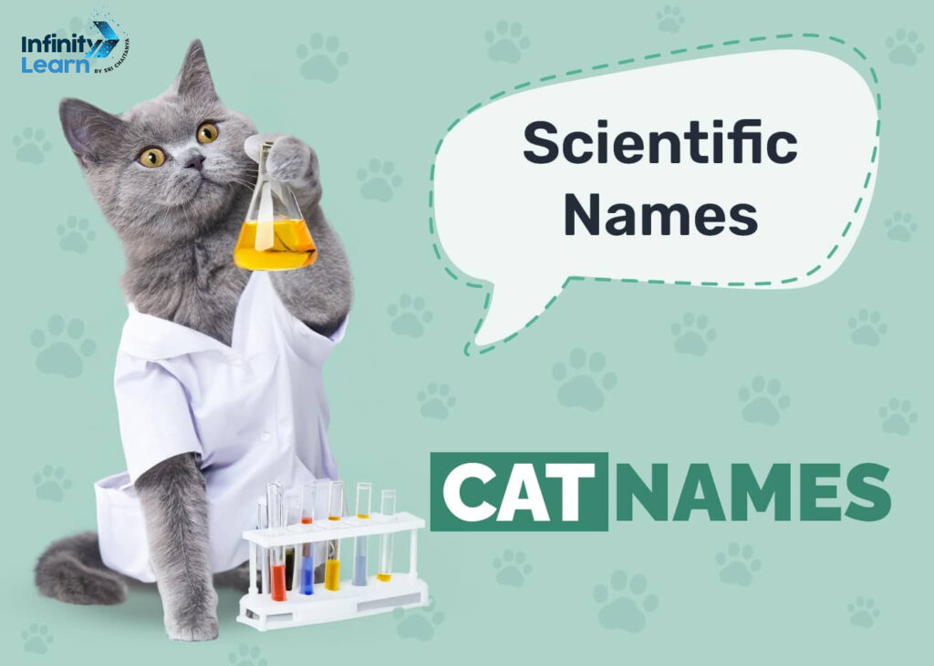 Scientific Name of Cat Genus and Species, and Family