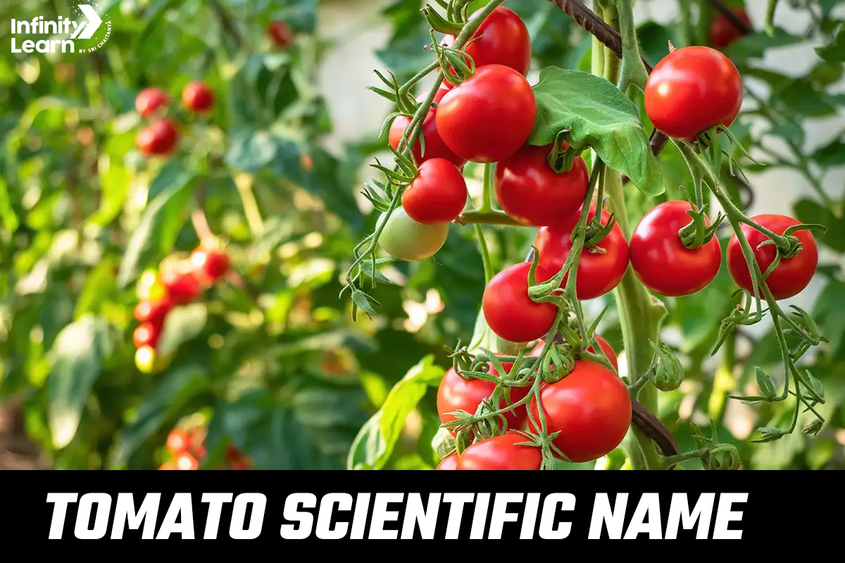 Tomato Scientific Name