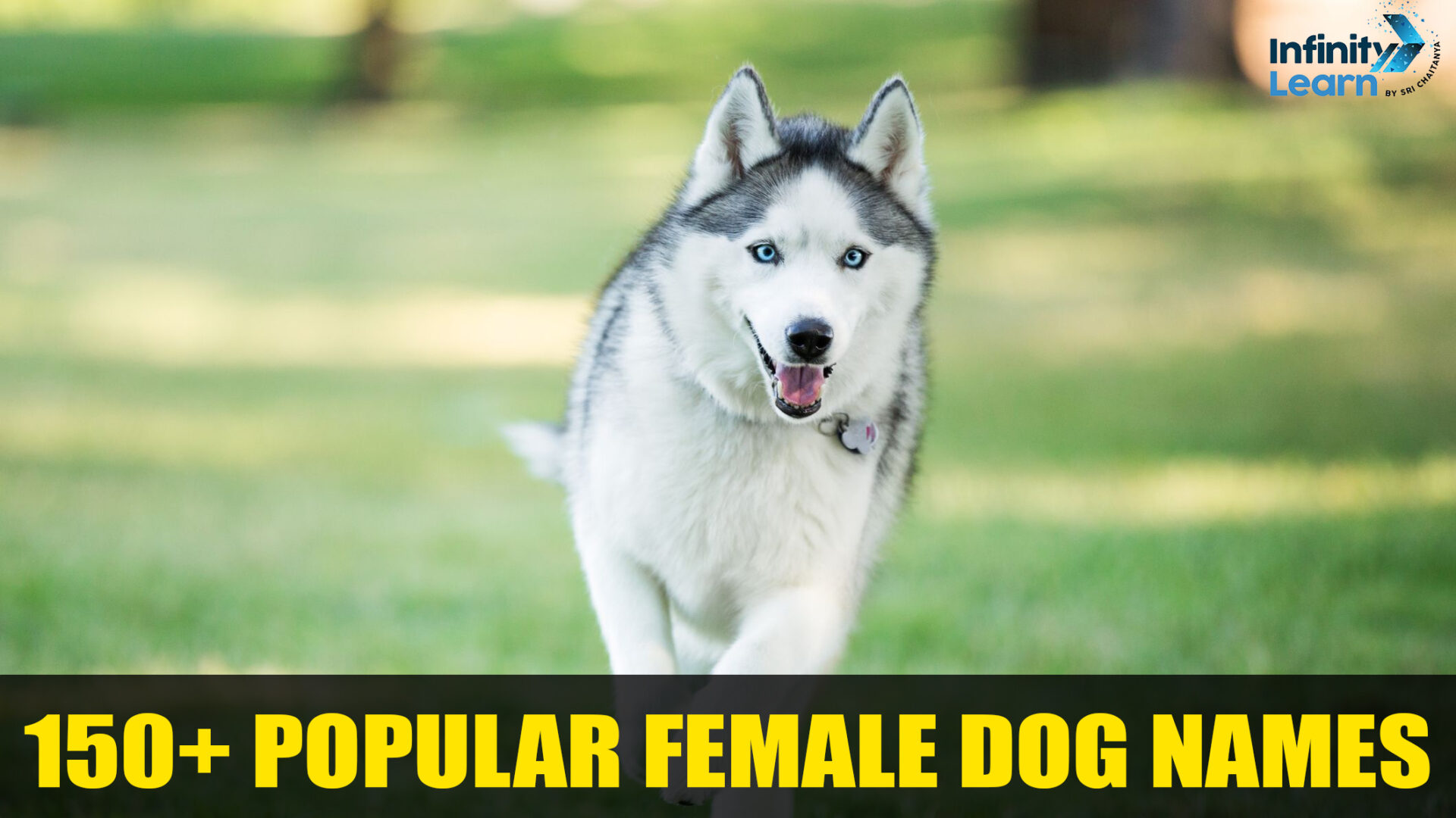 150+ Popular Female Dog Names 