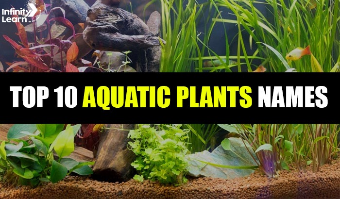 Aquatic Plants Names