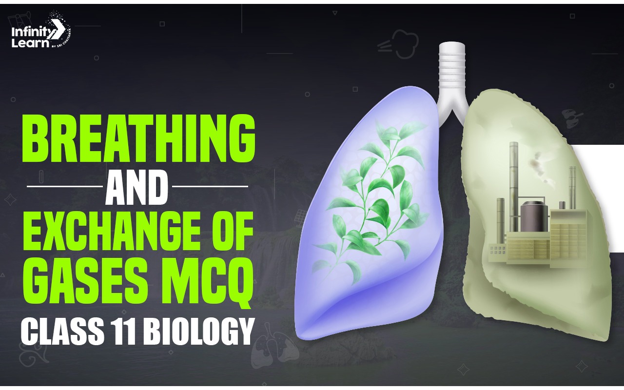 Breathing and Exchange of Gases MCQ Class 11 Biology 