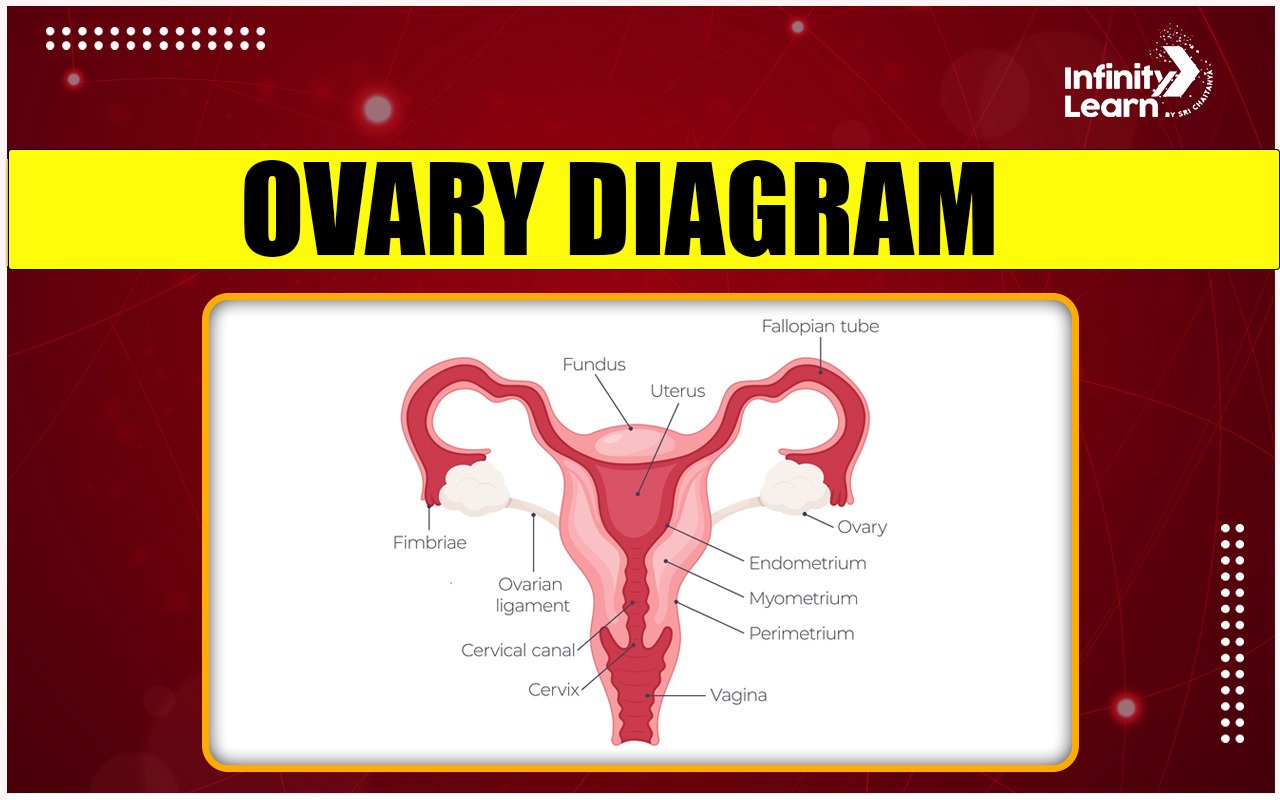 Ovary Diagram