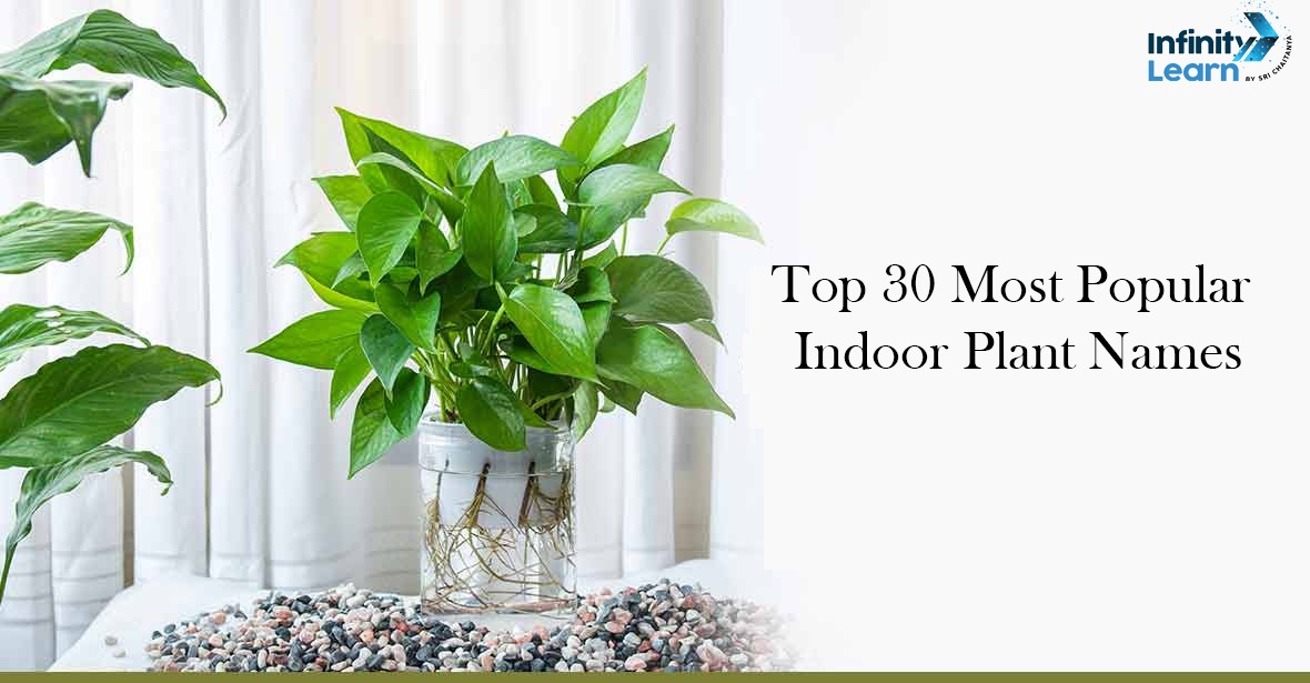 Top 30 Most Popular Indoor Plant Names