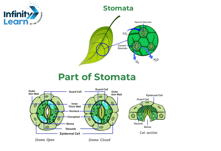 Stomata diagram