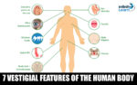 7 Vestigial Features of the Human Body and Their Functions