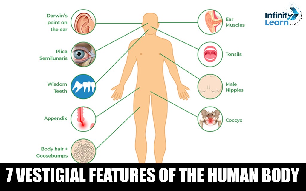 Vestigial Features of the Human Body