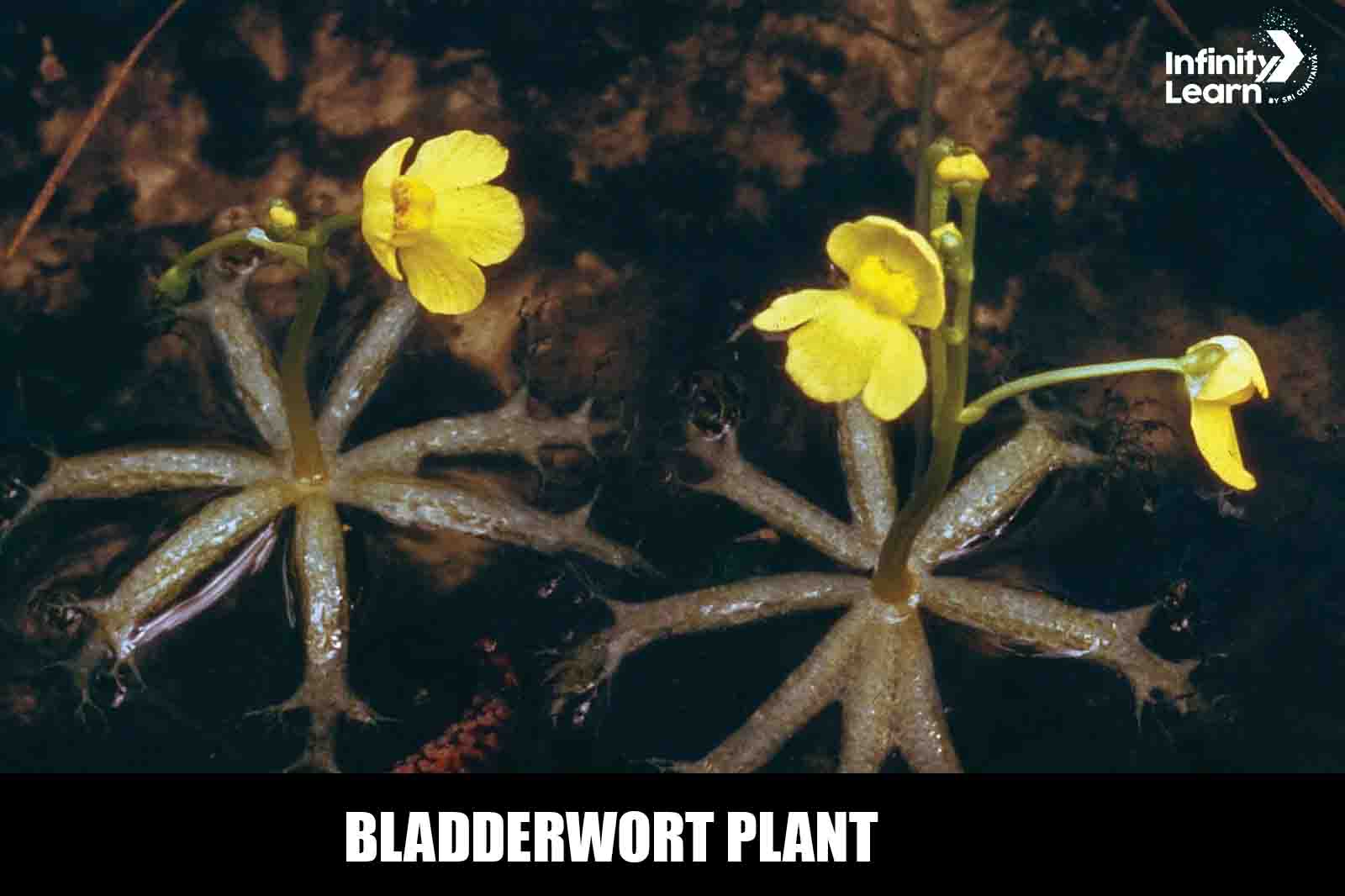 Bladderwort Plant