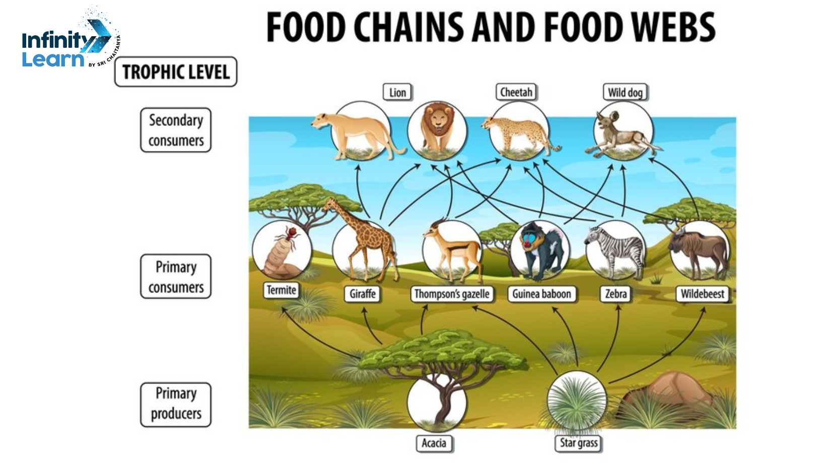 Food Chain Diagram or Food Web