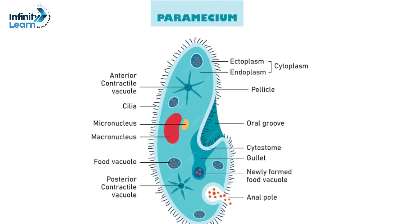 paramecium diagram