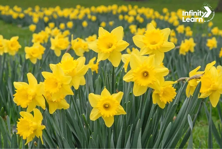 Daffodil, Image