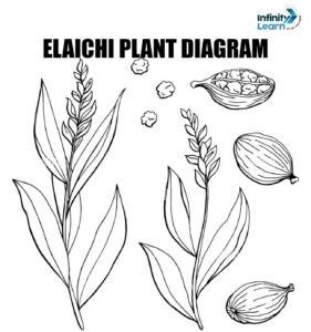 Elaichi Plant Diagram