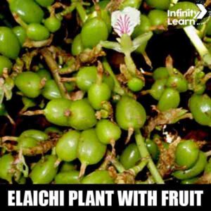 Elaichi Plant with Fruit