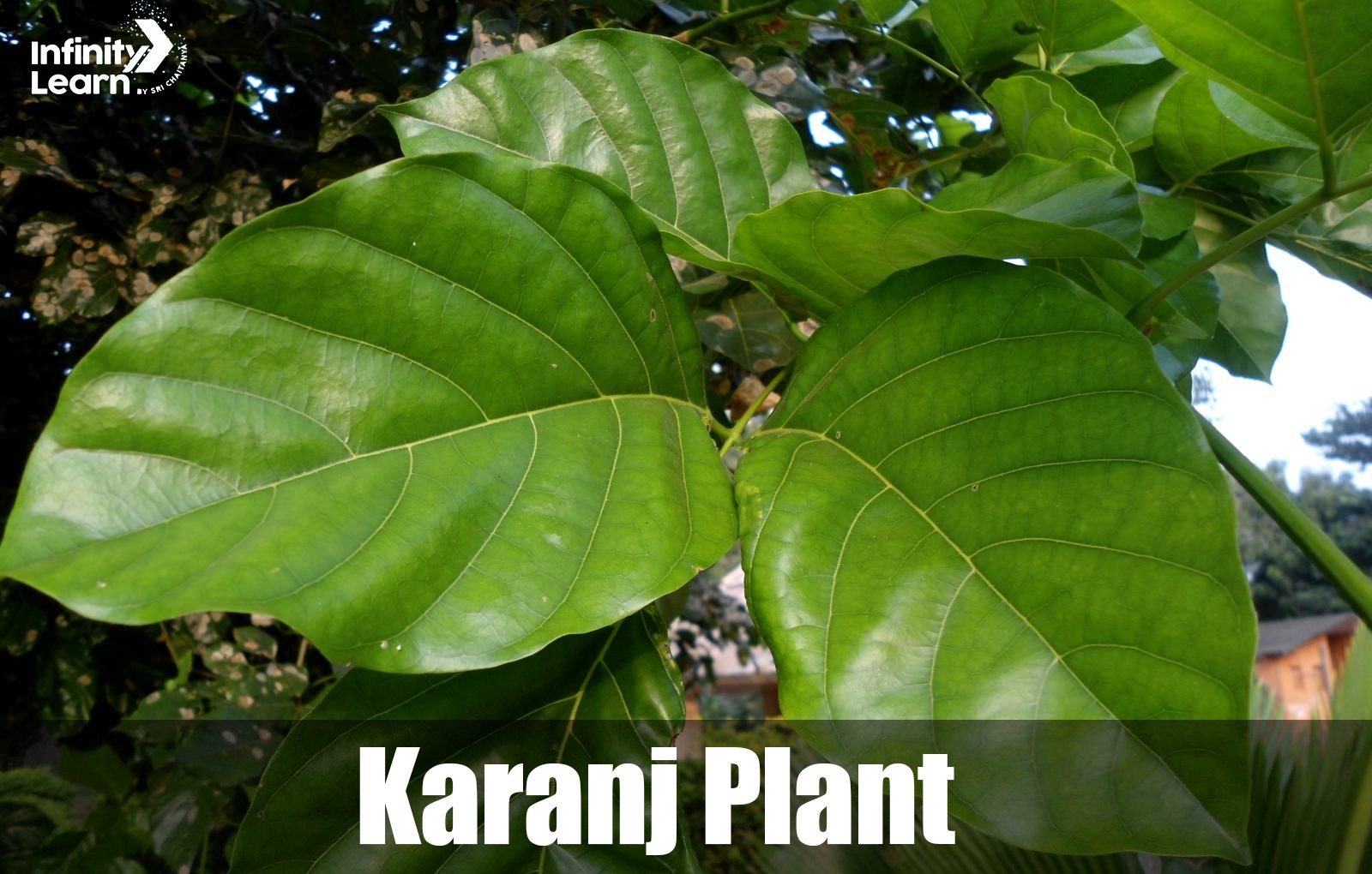 Karanj Plant