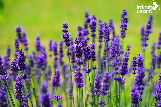 Lavender outdoor plant name