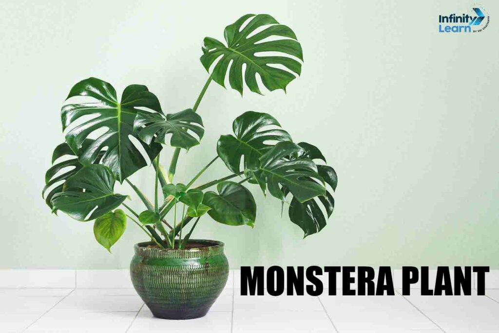 Monstera Plant 