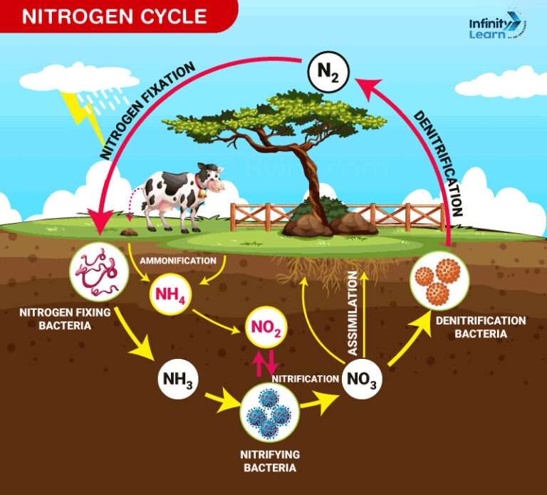 Nitrogen Cycle Diagram Structure and Functions