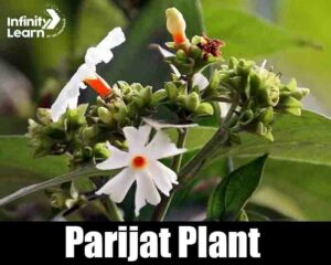 Parijat Plant