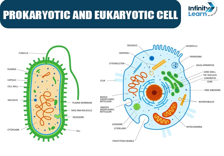  diagram of prokaryotic and eukaryotic cell